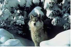 1-1 WOLF IN SNOW