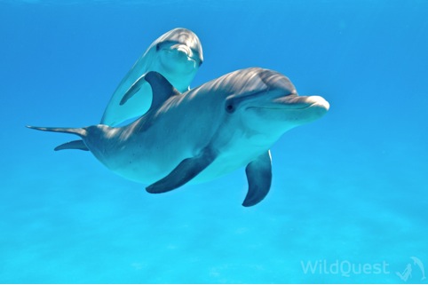 Wild Atlantic dolphins photo by Atmo, Bimini, http://www.WildQuest.com