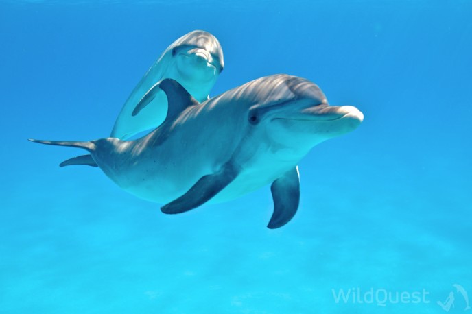 Dolphins in Bimini, photo by Atmo, www.Wildquest.com