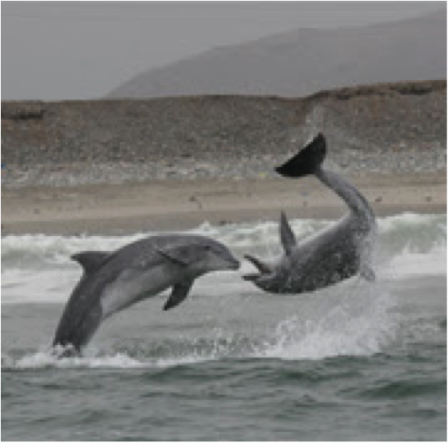Peruvian dolphins, photo by Mundo Azul