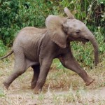 Baby-elephant