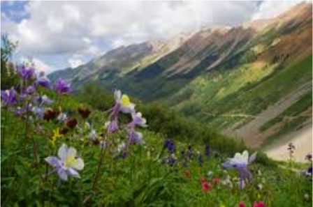 Colorado mountains range & columbines, state flower