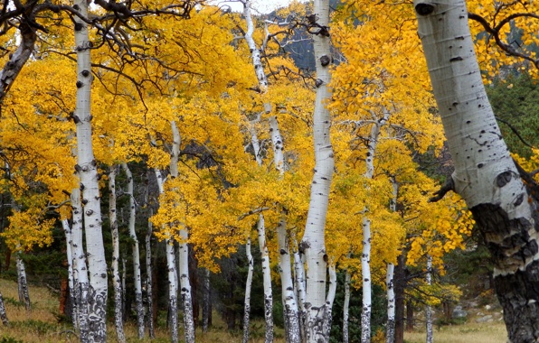 Colorado aspen trees, Photo by vitya_maly