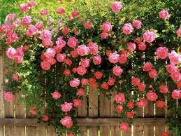 ROSES ON FENCE copy