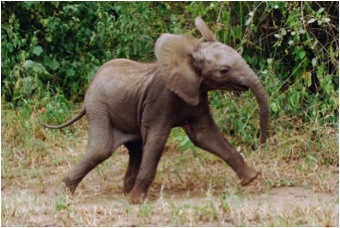 BABY ELEPHANT RUNNING