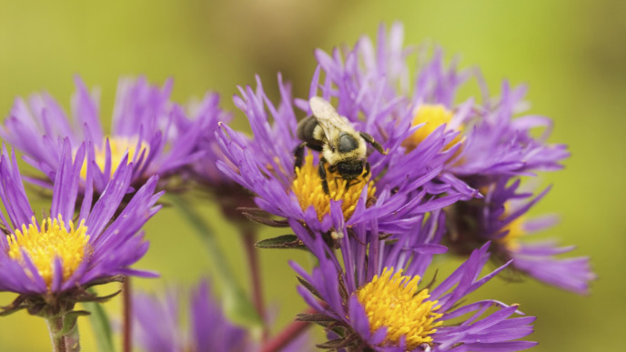 BEE ON ASTERS -Photo- © Chris Helzer:TNC