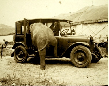 ELEPHANT IN CAR-SEPIA TONE