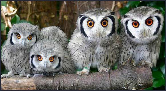 OWLS ON BRANCH