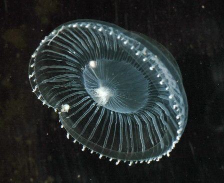 Aequorea Victoria Jellyfish