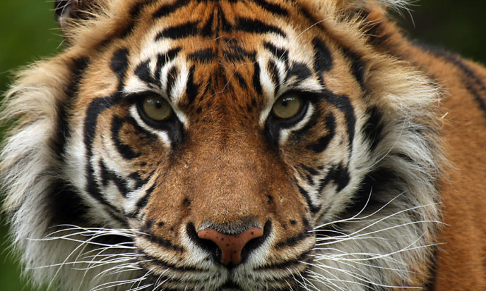 Sumatran-Tiger copy