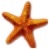 STARFISH SIZE FOR BLOG
