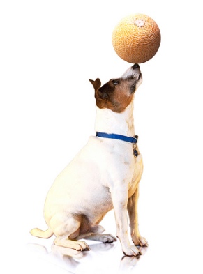 Dog-trick-ball