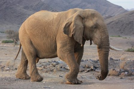 MALI DESERT ELEPHANT