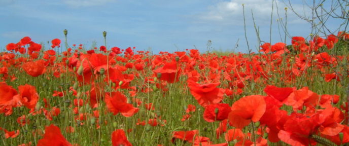 RED POPPIES IN FIELD