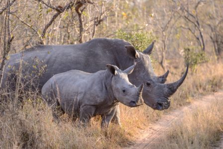 A mother and child rhino pause briefly before crossing the track.