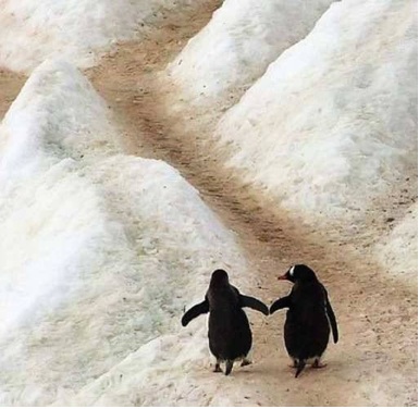 2-penguins-on-ice-copy